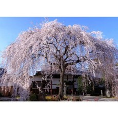 東園種苗 八重櫻 櫻花 仿真植物 居家裝飾 園藝造景, 1個, 枝垂櫻