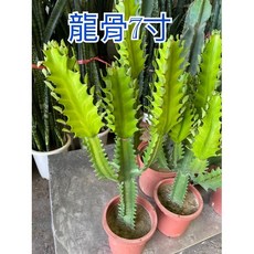 霏霏園藝 龍骨仙人掌 7吋盆栽 居家綠化擺飾, 1個