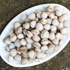 서해안 동죽조개 2kg 모시 물총조개 조개탕, 1개