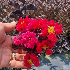 블랙다이아몬드 적색 백일홍나무 화분 묘목 자엽 배롱나무 목백일홍 여름꽃 조경수 개화주 (같이가치농원), 1개, 단일