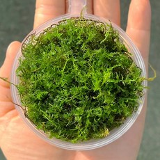 깃털이끼 참깃털 컵(8x3.5cm) 천연 이끼 테라리움 재료 DIY 만들기, 1개
