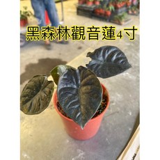 霏霏園藝黑森林觀音蓮4寸盆栽特價中 原價1800元現在只需1300元 為居家空間增添綠意與品味, 1個