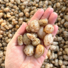 삼시세끼연구소 짙은바다향 통영 생물 오만둥이 오만디 특품, 1박스, 2kg