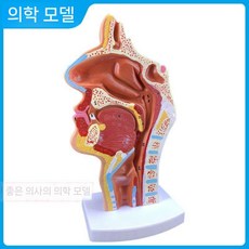비강 해부학 모델 이비인후과 인두 구강 코구조 후두 기관지, b 정상 경구 비 인두 시상