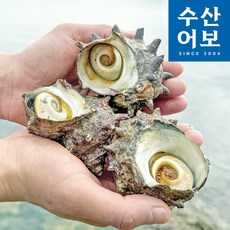 당일조업 통영 제철 자연산 뿔소라, 1개, 500g (3-5미)