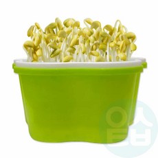 위블리 콩나물 키우기 키트