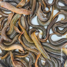 싱싱 힘좋은 활어 미꾸라지 추어탕용 즙용, 1개, 냉동1kg (크기 섞여 있습니다)