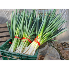 국내산 대파 깐대파 손질대파, 1kg, 1개