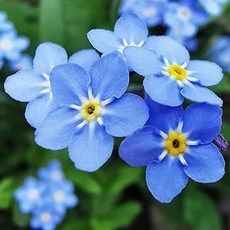 [모야모 꽃씨] 물망초 인디고블루 씨앗 50립 소포장, 1개