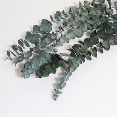 화연양화 프리저브드 유칼립투스 구니 블랙잭 5개입 시들지않는생화