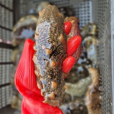 통영바다 동백해녀가 잡은 해삼 1kg 참해삼 통영바다 자연산 당일제품, 1개, 자연산 참해삼 1kg