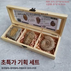 올원픽 화석 수집품 표본 삼엽충 고생물학 장식품, 1개, 3칸 왕관충 + 중독충 + 암모나이트, 기본 젖꼭지 단계