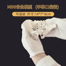 골반 교구 골격 모델 인체 근육 모형 해부학, A. 젖을 섞은