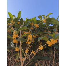 광일농원 금목서나무 100cm 분 향기나무, 1개