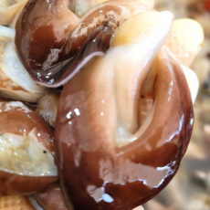 [최상급] 남해안 여수 생물 손질 검정 새조개 200g 16미 내외 횟감용.샤브샤브용, 1개, 여수 검정새조개 200g