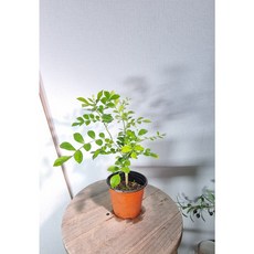 A급 오렌지자스민 소품 예쁜꽃, 1개, .