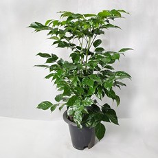 앤드플라워 중형 분갈이용 공기정화식물 금전수 파키라 콩고 녹보수 스투키 모종, 녹보수(약50cm), 녹보수(약50cm)