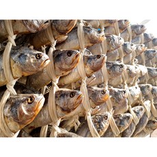 영광법성포 자연해풍건조 프리미엄 보리굴비 27-34cm, 법성포 자연해풍건조 보리굴비 34cm 내외, 1마리