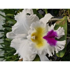 [신라난농원]Ric.Liou Hope 카틀레야.리우 호프. 흰색에 노랑핑크 립프 좋은향기.인기품종.고급종.필독뒷사진참고, 1개
