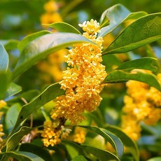 [LS 앱솔루트 오일] N23 오스만투스 (Osmanthus) 10ml, 1개, 연한노랑