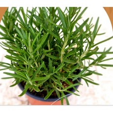 나들이 향기나는 로즈마리 키우기 쉬운 허브 화분 도매화원, 나들이 향기나는 로즈마리 키우기 쉬운 허브 화분 도매화