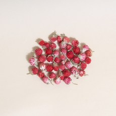 화연양화 프리저브드 드라이플라워 열매 천일홍 8색, 01 레드베리