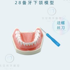 덴티폼 교체 사랑니 위생사 고시 모형 DS 9A, 28. 이빨 빠진 턱 모형, 1개