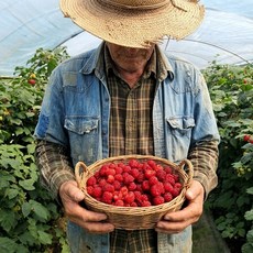2026년 산딸기 산지직송 국산 제철 생과, 1개, 250g x 1팩
