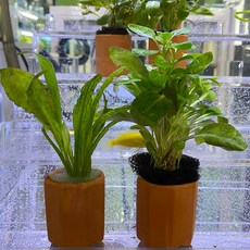 아쿠아타운 팔각토분1개 수초 기르기 심기 관리, 1개