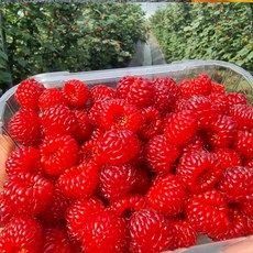 산지직송 고당도 생딸기 햇 생과 산딸기 250g, 1개, 1000g