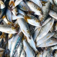 유쎌스토어 전어 1kg (5미 내외) 전어구이 간편생선구이, 1kg (4-5미 내외)