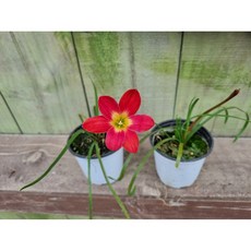 (떡잎상가) 이런 샤프란 처음이지? 빨강샤프란 제피란서스 실란, 1개, 사진참조