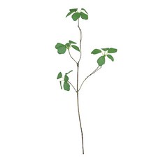 비삼육오 조화 롱엔카이셔스 가지, L (123cm), 1개
