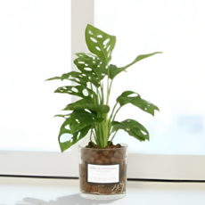 피오그린 천연 가습기 원통유리 하이드로볼 수경세트 공기정화식물 거실인테리어, 1개, 15 아단소니몬스테라