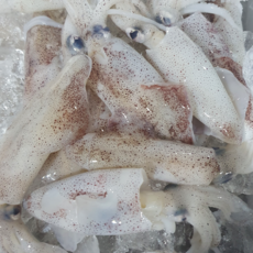 선주직송 한치, 1박스, 급냉 500g (7-13미)