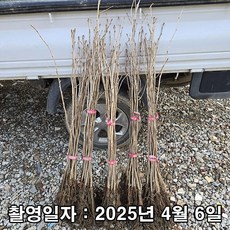 충주원예조경 / 은행나무 / 실생3년(특) / 1등묘, 1개