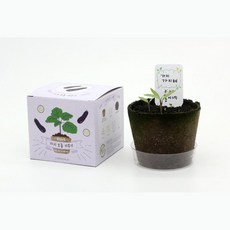 5인세트 초등교과과정 자연생태학습 가지 모종키우기 미니텃밭 자연과학