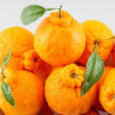 [제주의 맛과 향] 한아름 마켓 제주 산지직송 고당도 명품 한라봉 3kg 5kg 10kg 가정용 선물용, 1개