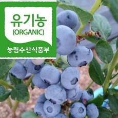 유기농 블루베리, 프리미엄 18mm 이상, 1박스, 1kg