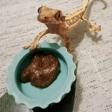 실리콘 먹이그릇 크레스티드게코 카멜레온 도마뱀 파충류 물그릇 밥그릇, 1개, 대 민트