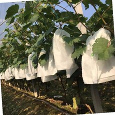 포도 보호망 흰색 메쉬 과수원 해충방지 농업용 과일커버