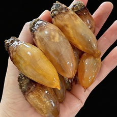 [한정특가] 미더덕회 국산 생물 미더덕, 1박스, 500g (한정수량)