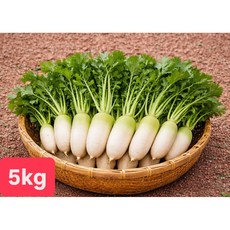 [여수진이네] 당일제조 국내산 여수 알타리무, 1세트, 5kg