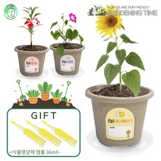 오늘도 새싹 반려 식물 키우기 꽃 3종세트 / 미니해바라기 나팔꽃 봉선화 가드닝 미니정원 모종키우기 텃밭가꾸기세트