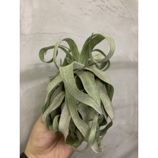 空氣鳳梨 附吊掛鋁線