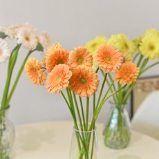 마이플랜트 생화 거베라 5송이 10송이, 1개, 화이트 5송이