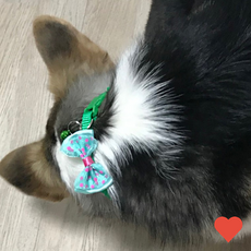 반려동물 외출 강아지 고양이 딸랑이 목줄 1p, 레이스