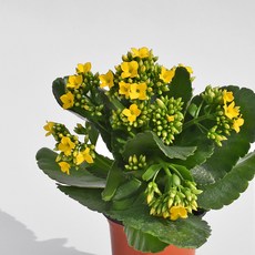 마이플랜트 카랑코에 소형 야생화 꽃모종, 투톤오렌지, 1개