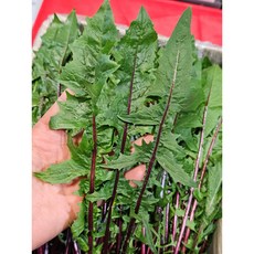 [하루채소] 국내산 적치커리1.9~2kg 쌈채소 샐러드, 적치커리 2kg, 2kg, 1개