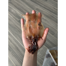 부들 쫄쫄이 오징어 200g(6~12미내외), 1개, 200g